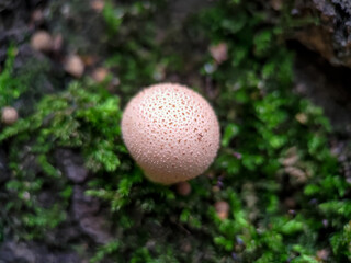 Fungus Apioperdon pyriforme growing on a tree among moss extreme close up