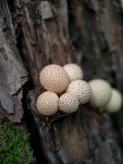 Mushroom Lycoperdon pyriforme growing on a tree
