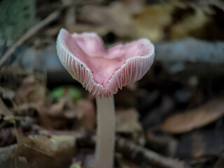Heart-shaped Mycena pura mushroom