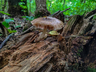 Close up of biten mushroom in the forest