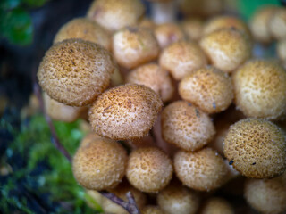 Fungi Pholiota squarrosa in the forest.