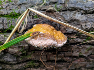 Guttation on a red-belted conk (Fomitopsis pinicola) - obrazy, fototapety, plakaty