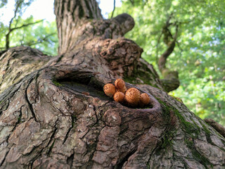 Fungi Pholiota squarrosa on tree in the forest.