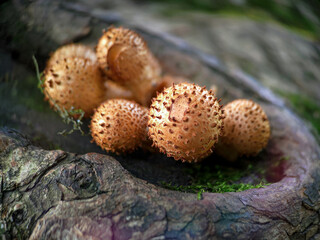 Fungi Pholiota squarrosa on tree in the forest.