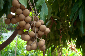 Longan on the tree, Asian fruit 