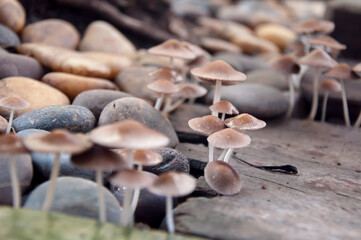 Mushrooms that grow around town houses 