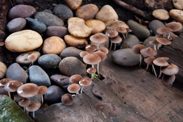 Mushrooms that grow around town houses 