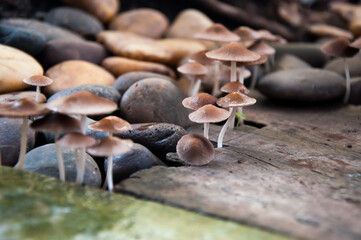 Mushrooms that grow around town houses 