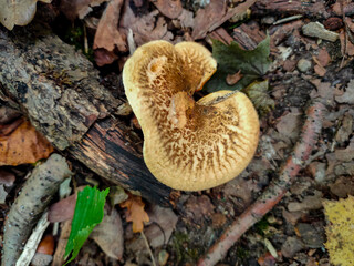 Mushroom in the forest in Moscow