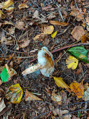 Old blushing amanita mushroom covered with mustiness