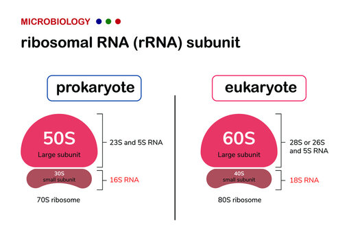 Biology illustration show the difference between ribosomal RNA (rRNA or rDNA) of prokaryote and eukaryote organism