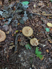 Mushroom in the forest in Moscow