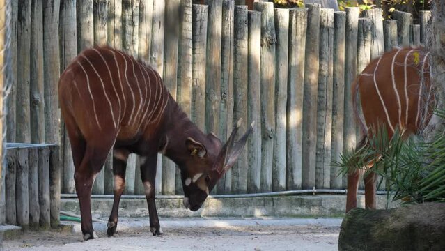 bongo antelope zoo slow motion 4k