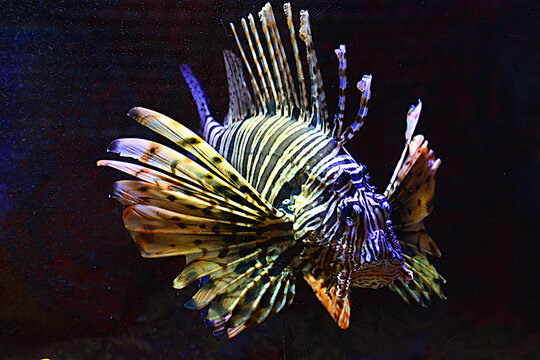 lionfish fish, swimming in dark water, close-up - Powered by Adobe