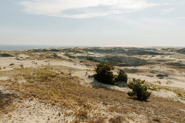 Fototapeta na wymiar Panoramic view of the golden sand dunes of the Curonian Spit. The coastline of the Baltic Sea, forest belt, shrubs and grass on sand dunes.