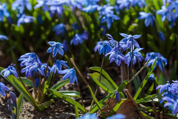 Blue flowers of scilla sibirica in spring garden