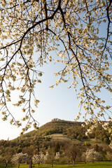Hohenneuffen Castle Cherry Blossom in Spring