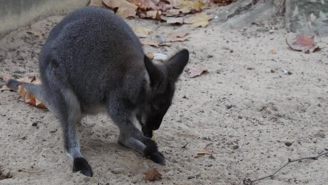 Bennett's tree kangaroo slow motion 4k