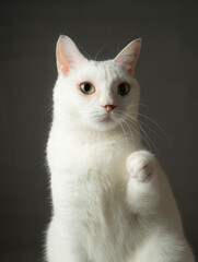 手を挙げているかわいい白猫　グレー背景