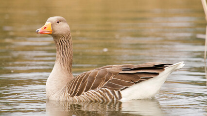 Greylag 