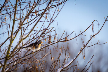 bird on a branch
