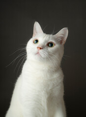 かわいい白猫　グレー背景