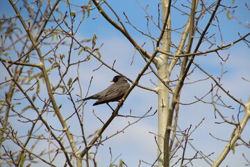 bird on a tree