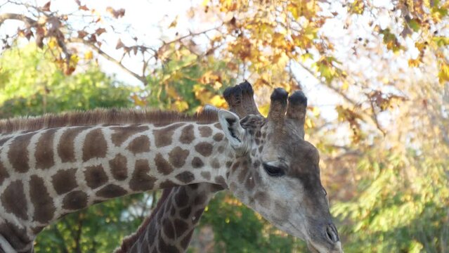 giraffe eating tree leaves slow motion 4k