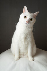 かわいい白猫　グレー背景
