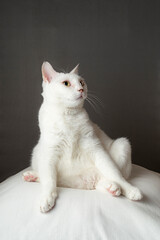 あぐら座りするかわいい白猫　グレー背景　