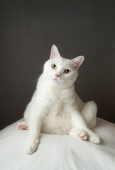 Fototapeta na wymiar あぐら座りするかわいい白猫　グレー背景　