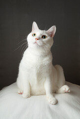 かわいい白猫　グレー背景