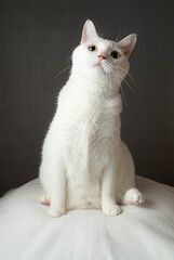 かわいい白猫　グレー背景