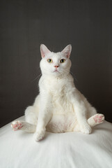 あぐら座りするかわいい白猫　グレー背景　