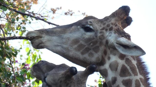 giraffe eating tree leaves slow motion 4k