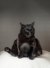 あぐら座りするかわいい黒猫　グレー背景