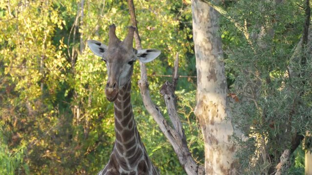 giraffe eating tree leaves slow motion 4k