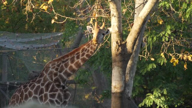 giraffe eating tree leaves slow motion 4k