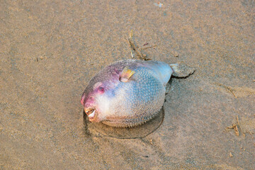 Dead puffer fish or swell fish on seashore.