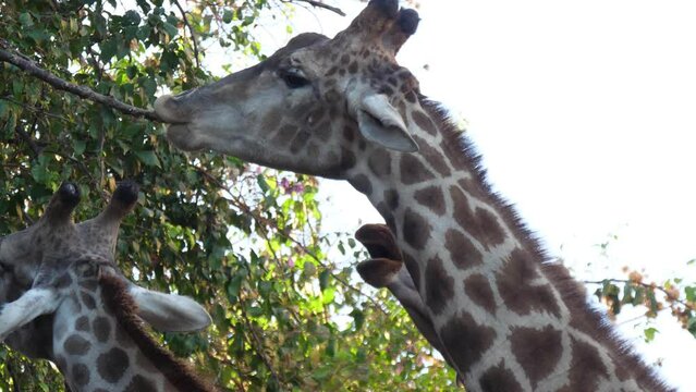 giraffe eating tree leaves slow motion 4k