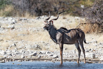 Greater Kudu (Tragelaphus strepsiceros) standing in the waterhole near Namutoni in Etosha National Park in Namibia, Africa
