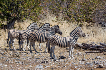 Fototapeta na wymiar Burchell's zebras (Equus quagga burchellii) in Etosha national park, Namibia 