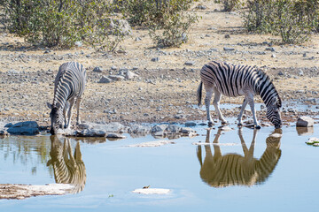 Fototapeta na wymiar Burchell's zebras (Equus quagga burchellii) drinking water in the Etosha national park, Namibia 