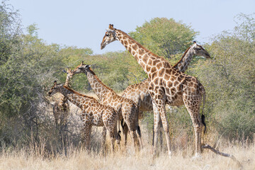 Family of Southern Giraffes (Giraffa camelopardalis angolensis) in the bush, Etosha national park, Namibia

