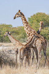 Family of Southern Giraffes (Giraffa camelopardalis angolensis) in the bush, Etosha national park, Namibia
