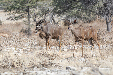 Naklejka na ściany i meble Couple of Greater Kudu (Tragelaphus strepsiceros) near Okaukuejo waterhole in Etosha National Park in Namibia, Africa