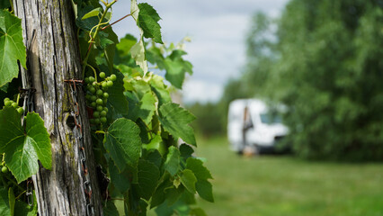 Vanlife on a vineyard  site. It's the start of the bloom.