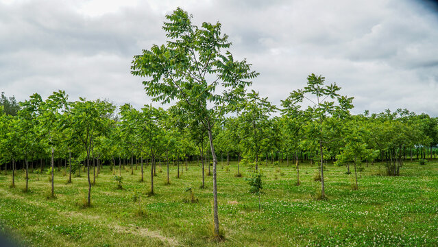 Plantation of multi-year-old hazel trees in Quebec, Canada.