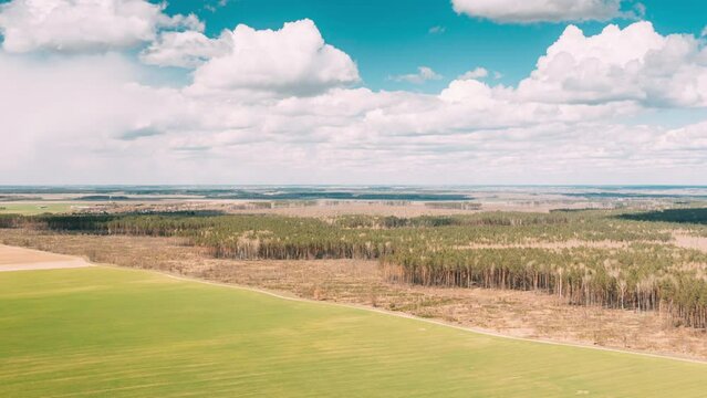 Aerial View Green Pine Forest Deforestation Area Landscape And Agriculrural Field. Top View Of Growing Forest Near Field. Bird's Eye View. Drone Lapse Hyperlapse. 4K. Timelapse Dronelapse Hyperlapse