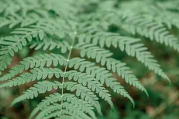 fern leaf is green with shallow depth of field